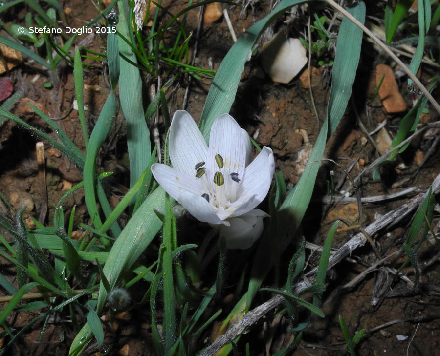 Colchicum tuviae & Sterbergia clusiana (Israele / West Bank)
